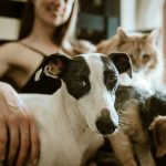 Why Cats Hate Dogs So Much