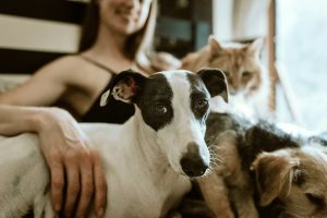 Why Cats Hate Dogs So Much