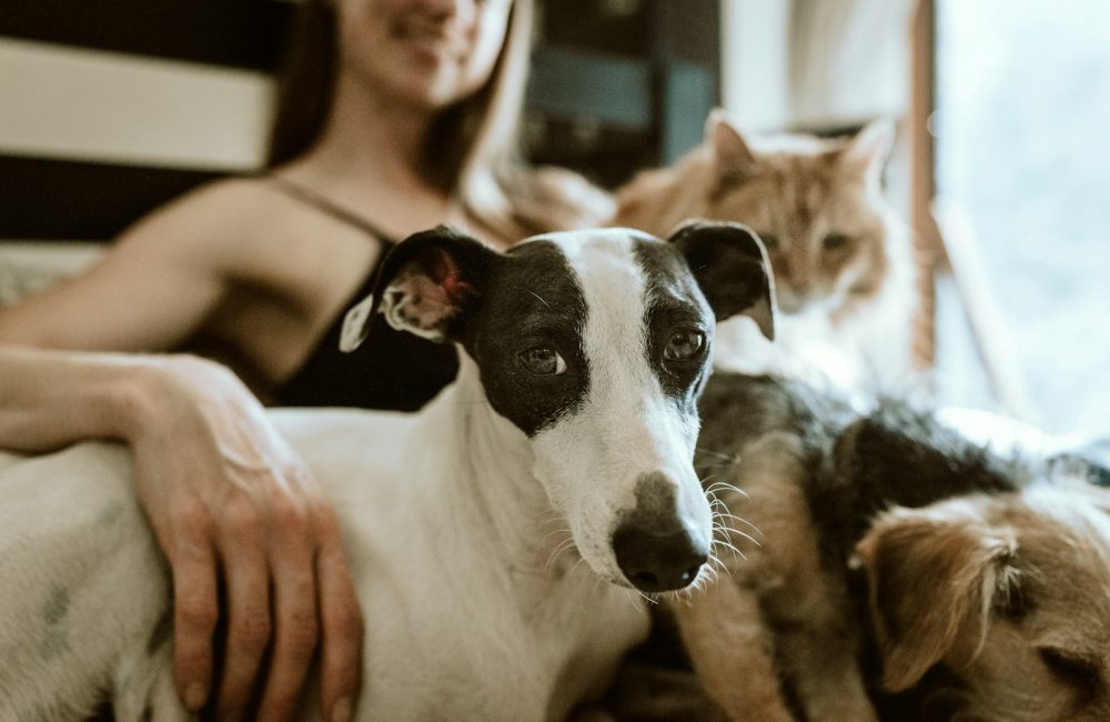 man in white t-shirt sitting beside white and black short coated dog