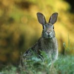 What Does It Mean When My Rabbit Stands on Its Hind Legs?