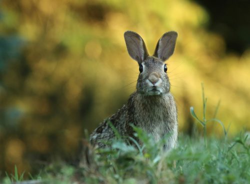 selective focus photography of brown rabbit