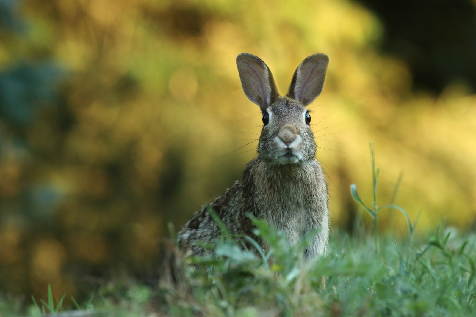 What Does It Mean When My Rabbit Stands on Its Hind Legs? 1 selective focus photography of brown rabbit
