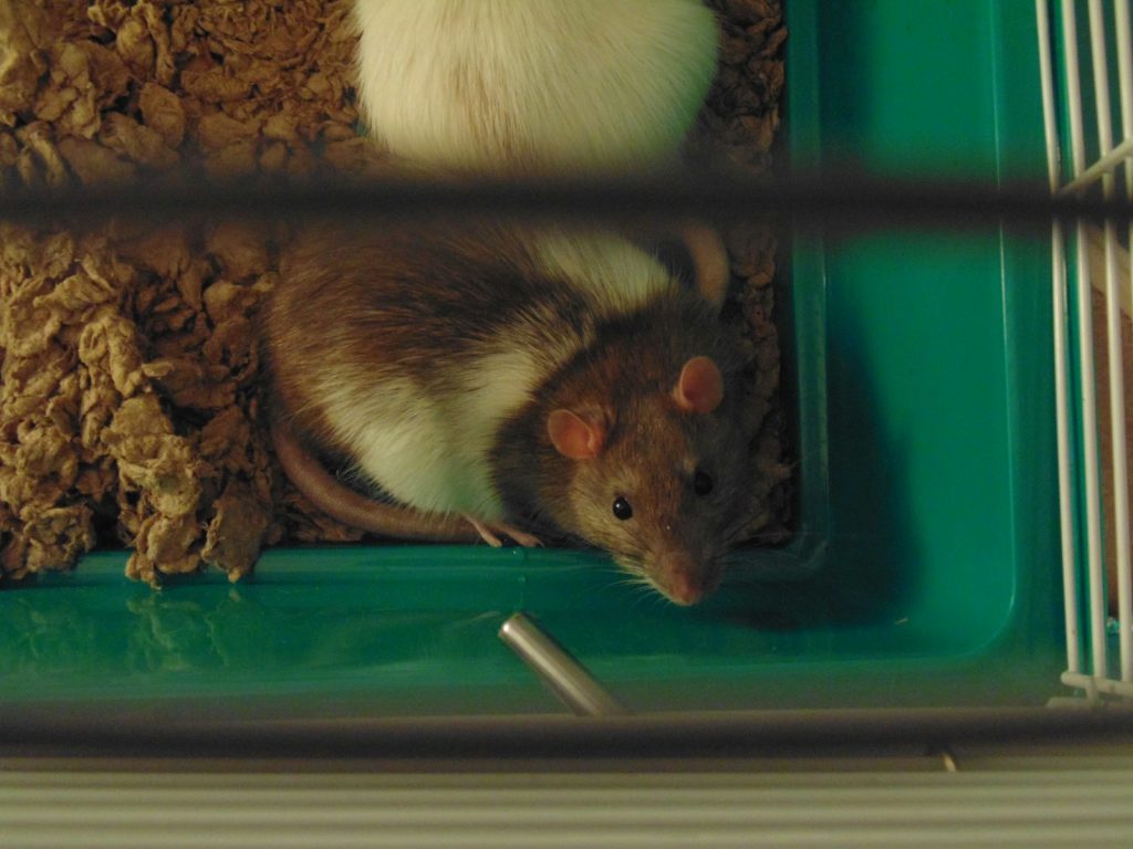 Is It Safe to Eat Rats? 1 Is It Safe to Eat Rats?