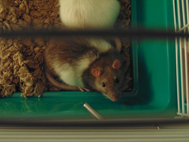 Is It Safe to Eat Rats?