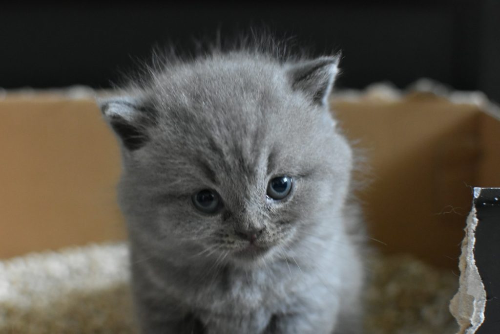 Why My Cat Sleeps in the Litter Box?