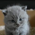 gray Persian cat
