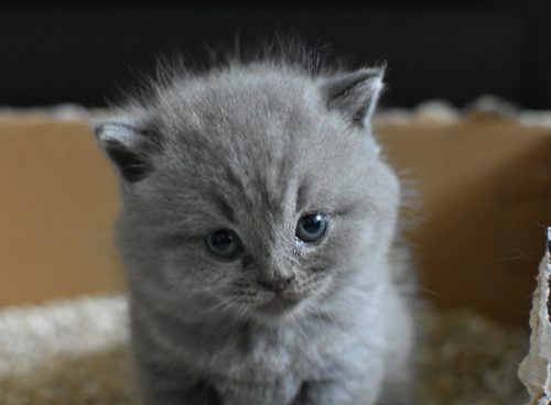 gray Persian cat