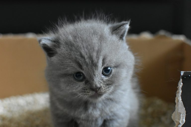 Why My Cat Sleeps in the Litter Box?