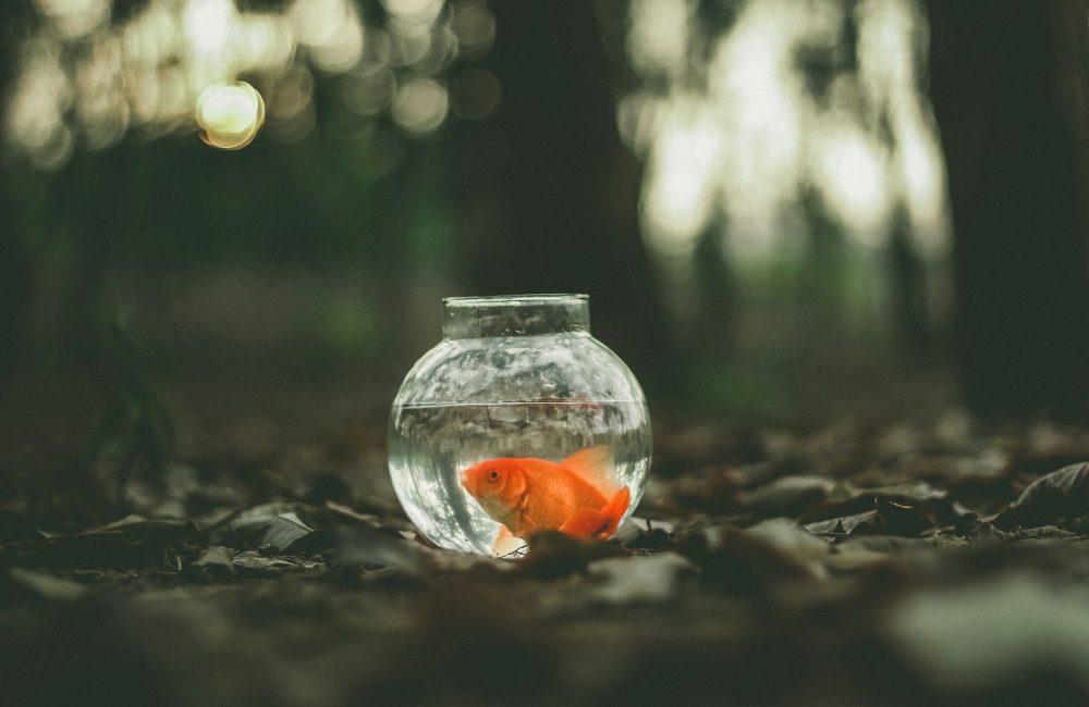 goldfish in fish tank