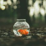 Why Does My Fish Follow My Finger?