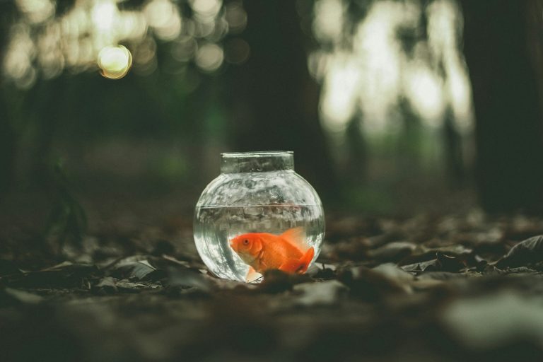 Why Does My Fish Follow My Finger?