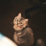 Does Your Pet Really Love You?