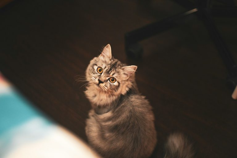 Does Your Pet Really Love You?