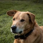 Why Do Dogs Eat Grass? Understanding the Behavior and Its Causes