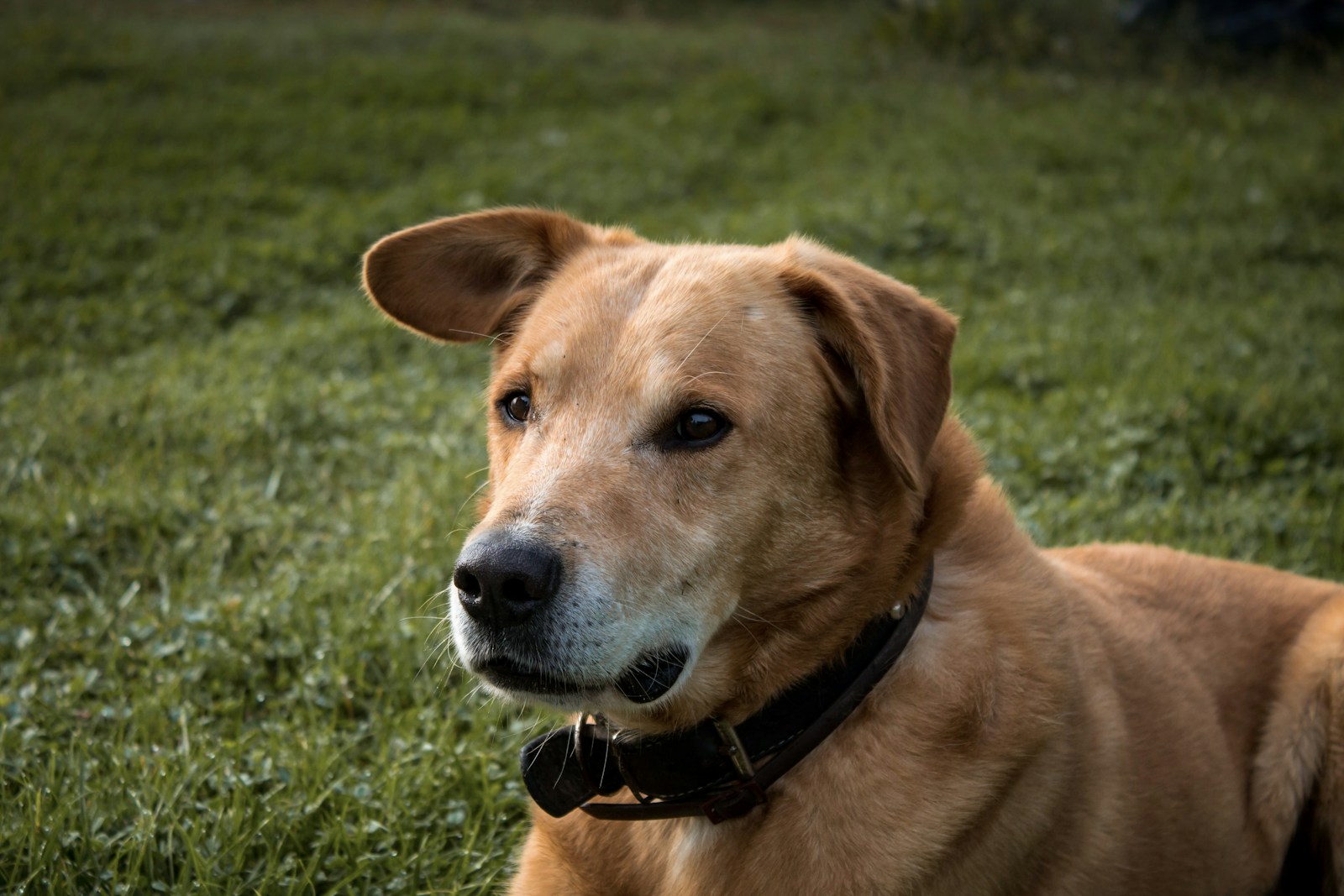 tan dog sitting on green grass outdoor