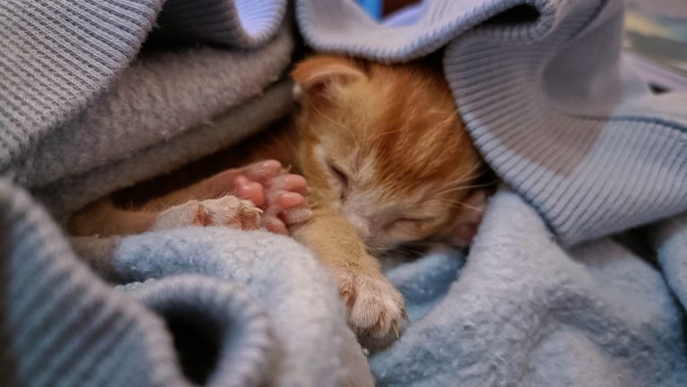 Is It Healthy for Children to Sleep with their Pets?