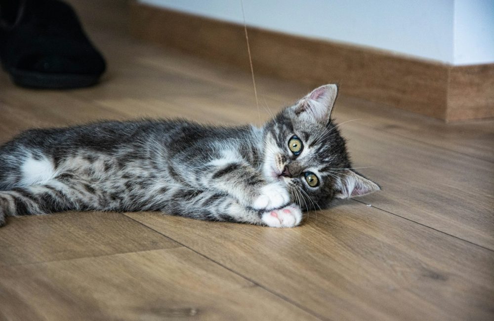 black and white cat lying on brown wooden floor