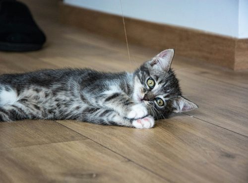 black and white cat lying on brown wooden floor