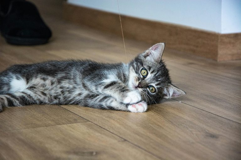 Why Does My Cat Bring Me Its Toys?