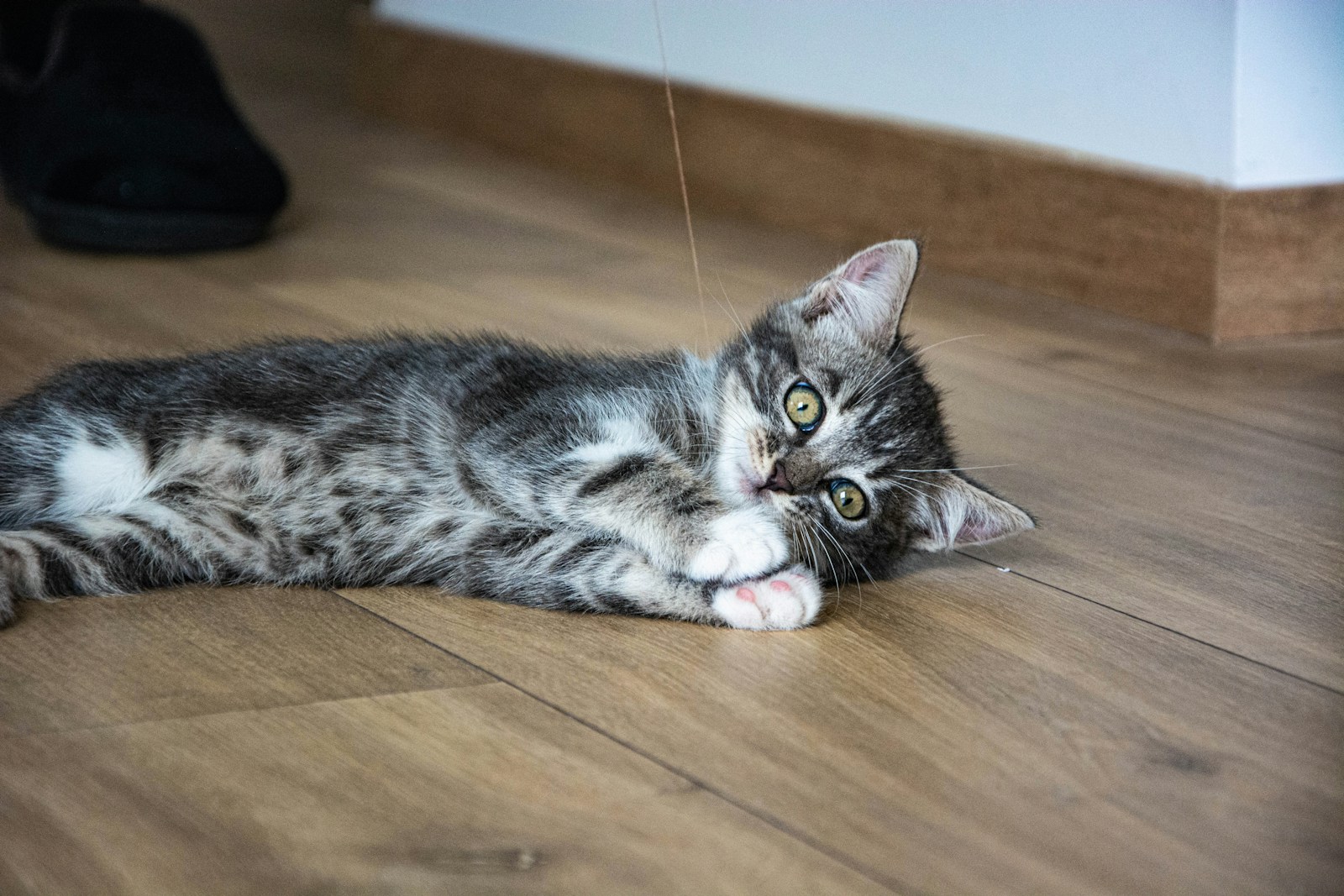 black and white cat lying on brown wooden floor
