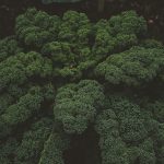 Is canned broccoli healthy for you?
