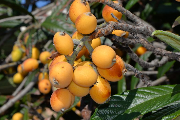 15 Amazing Health Benefits of Loquats: A Nutrient-Packed Fruit for Health and Wellness