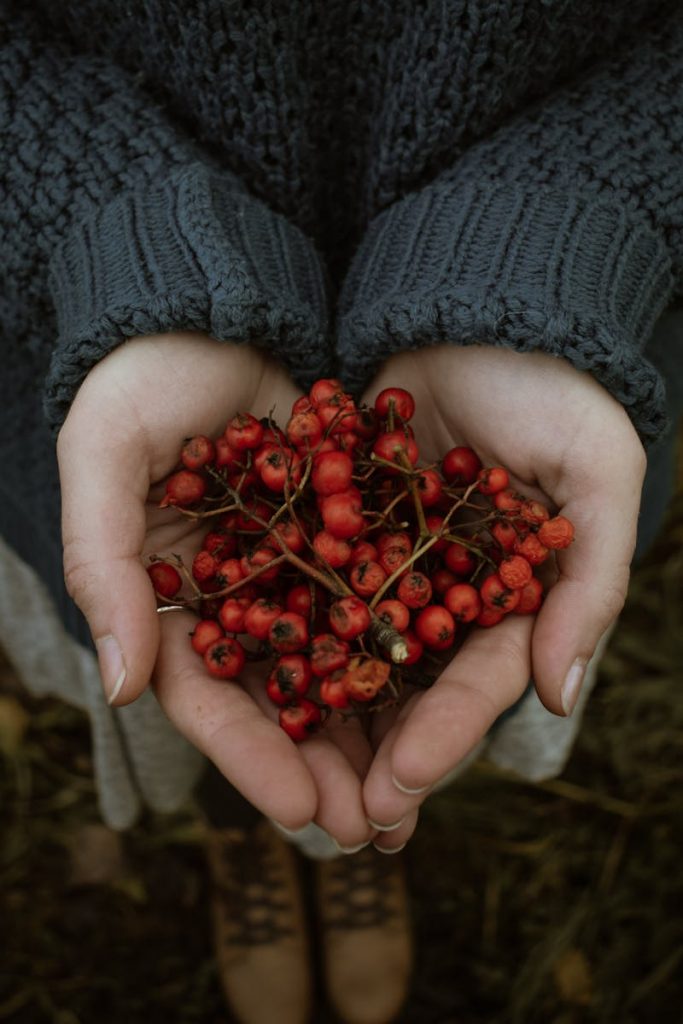 15 Benefits of Hawthorn Berry Tea for Cardiovascular Health 1 15 Benefits of Hawthorn Berry Tea for Cardiovascular Health