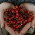 15 Benefits of Hawthorn Berry Tea for Cardiovascular Health