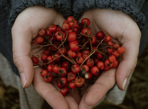 Photograph of Hawthorn Berries on a Person's Hands
