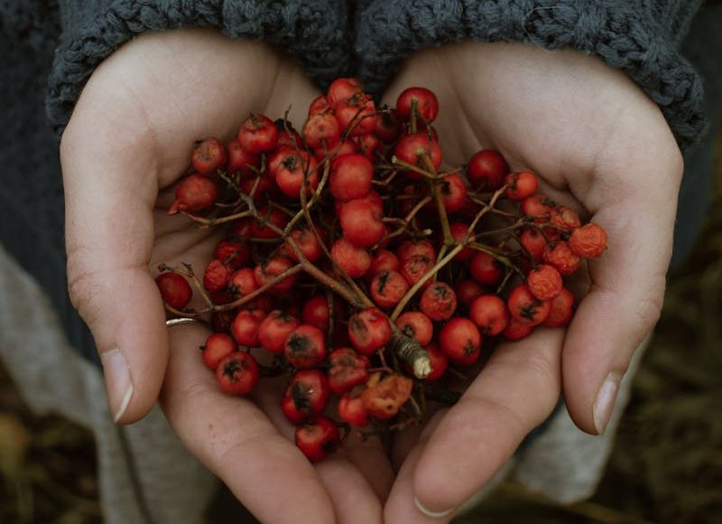 Photograph of Hawthorn Berries on a Person's Hands