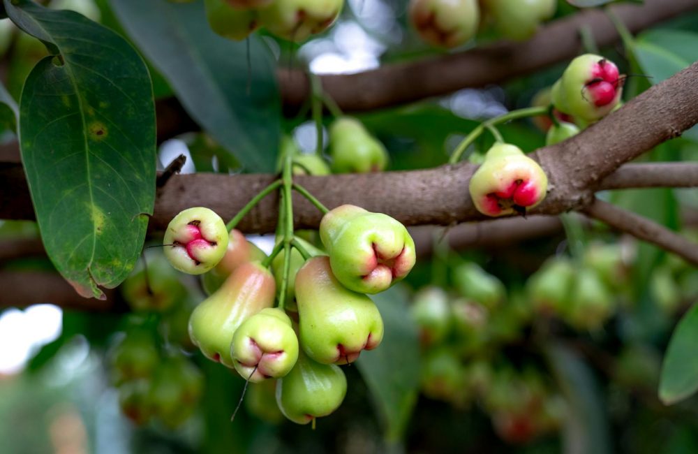 Branches with Growing Wax Jambu