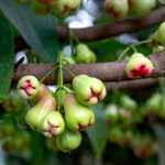 15 Amazing Benefits of Wax Jambu: A Nutritional Powerhouse for Health and Wellness