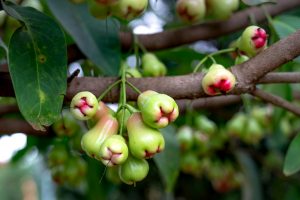 15 Amazing Benefits of Wax Jambu: A Nutritional Powerhouse for Health and Wellness