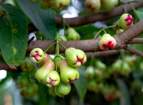 Branches with Growing Wax Jambu