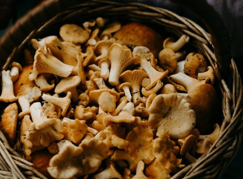 Basket of Mushrooms