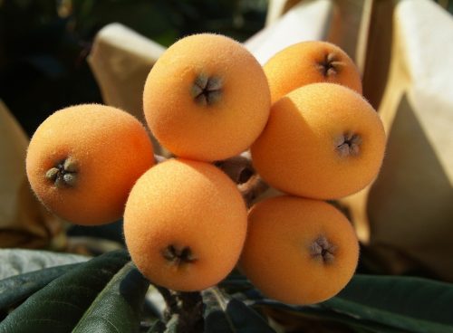 big, loquat, loquat leaves