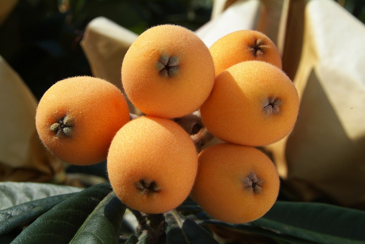 12 Health Benefits of Loquat for Men: A Nutrient-Rich Fruit for Optimal Health 1 big, loquat, loquat leaves