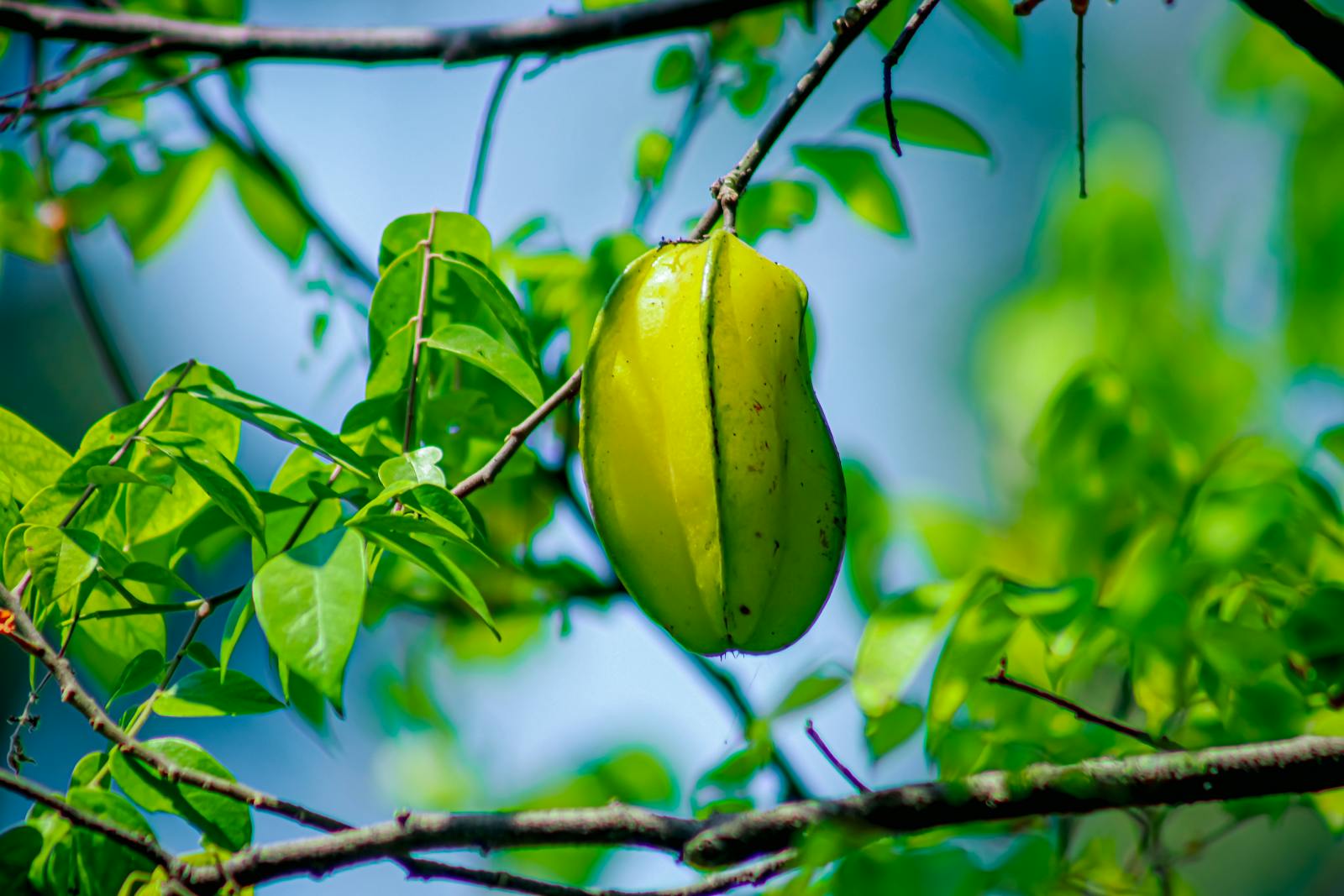 Close-up of a Carambola Hanging on a Branch with Bright Green Leaves