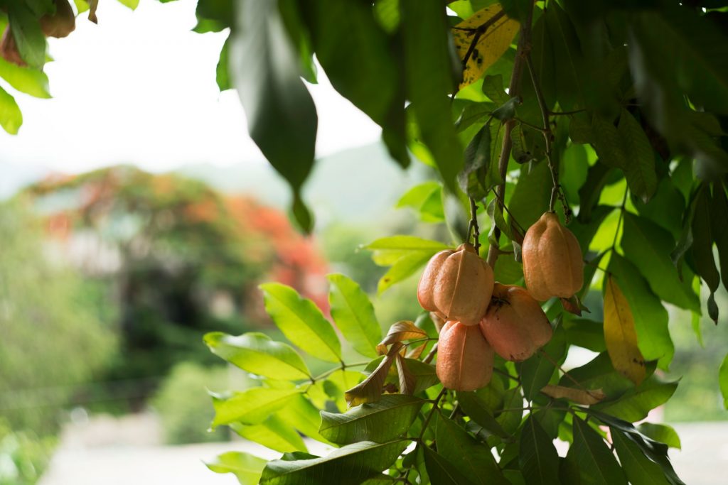 Is Consuming Ackee Beneficial for Traditional Caribbean Cuisine and Nutrition? 1 Is Consuming Ackee Beneficial for Traditional Caribbean Cuisine and Nutrition?