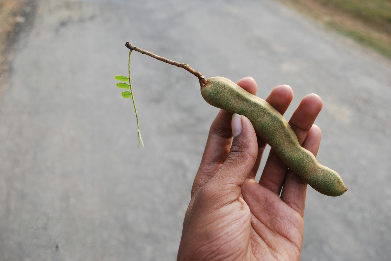 Is Eating Tamarind Safe for People with Diabetes? 1 Person Holding Tamarind Fruit