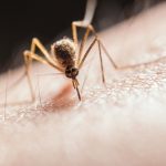 Malaria: Key Symptoms and Prevention Tips for 2023