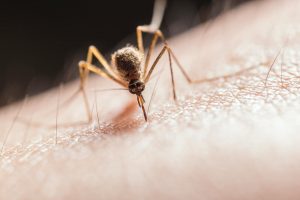 Malaria: Key Symptoms and Prevention Tips for 2023