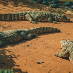 Photo Of Resting Crocodiles