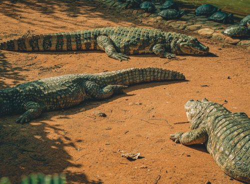 Photo Of Resting Crocodiles