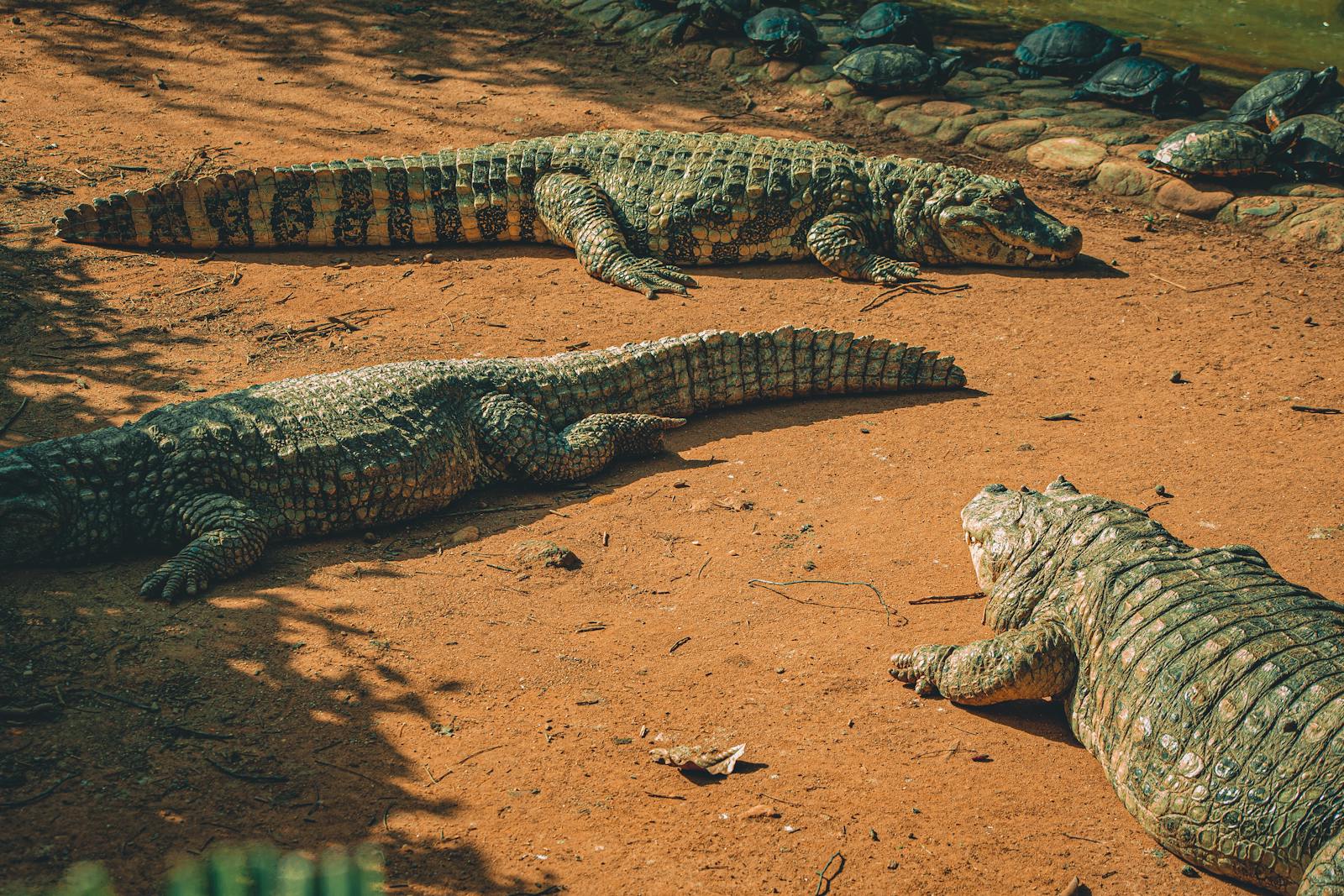 Why Crocodiles and Alligators Sometimes Eat Each Other 1 Photo Of Resting Crocodiles