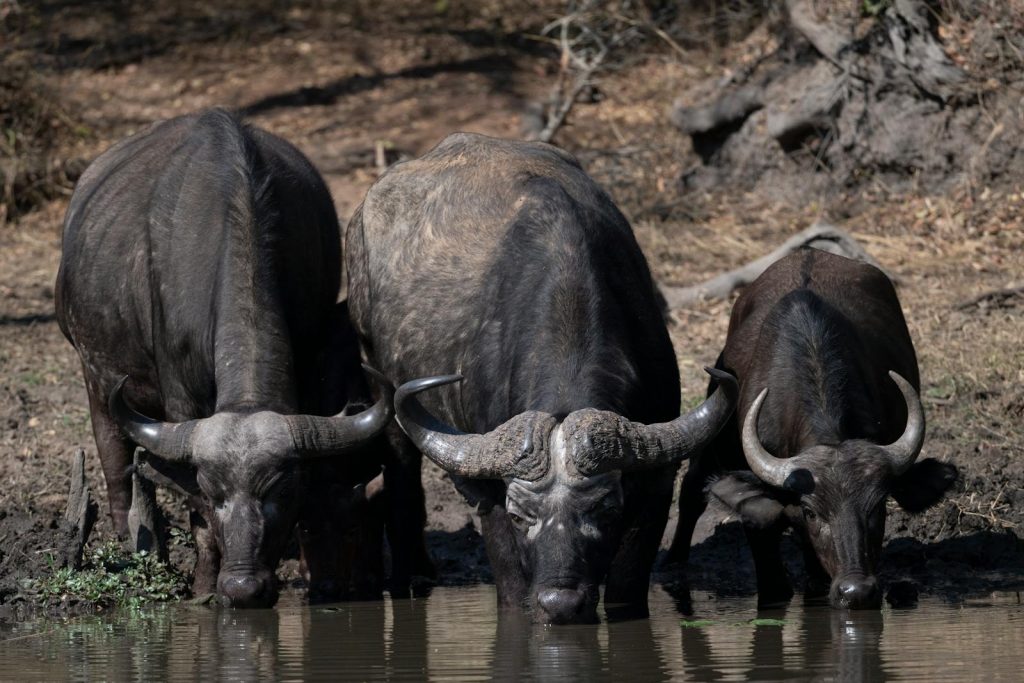 10 Best Countries to Visit in Africa 8 A group of buffalo drinking water from a pond