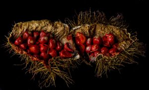 13 Amazing Health Benefits of Annatto Seeds