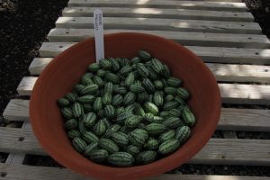 Are Mouse Melons Safe for People with Diabetes?