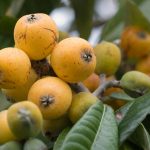 Are Loquats Suitable for People with Diabetes?