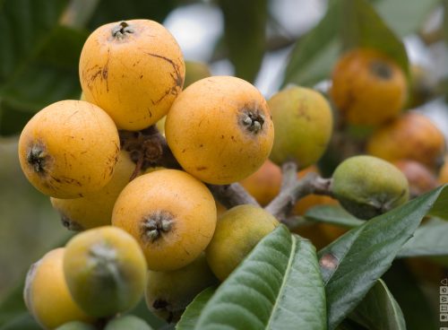 Loquats